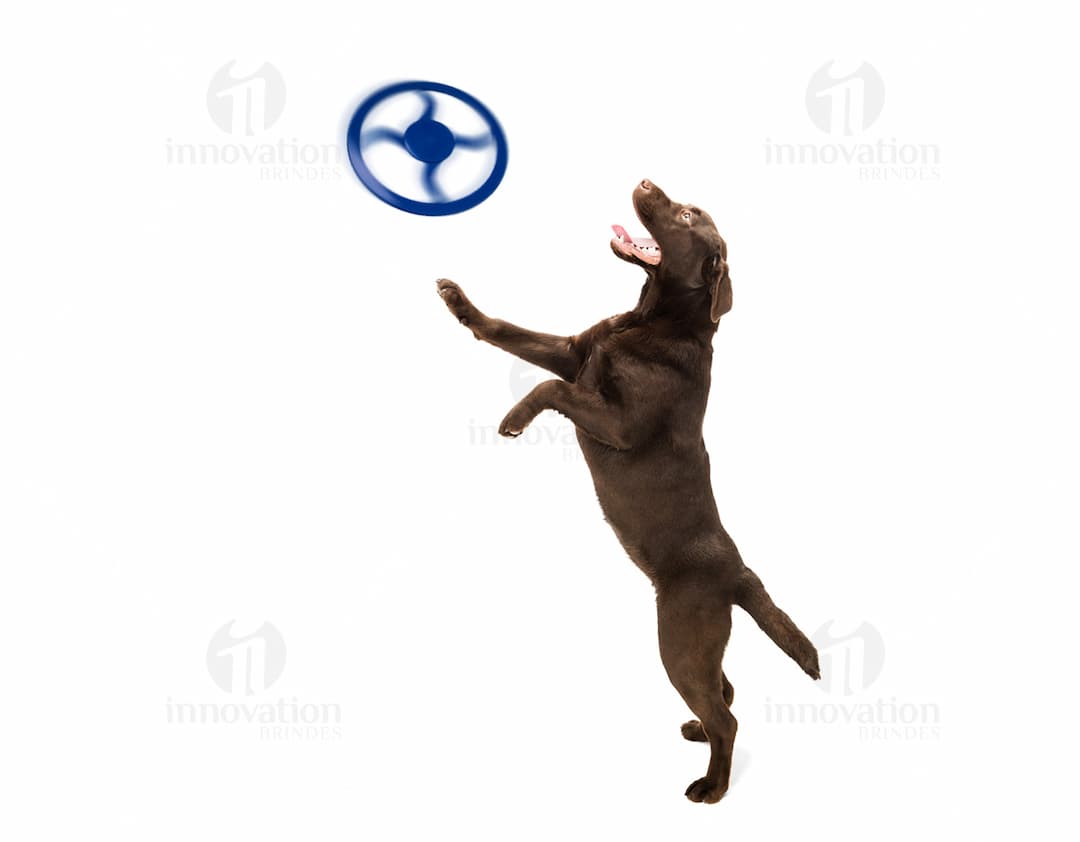 Frisbee para Pet de borracha azul e verde, com design circular e textura antiderrapante.