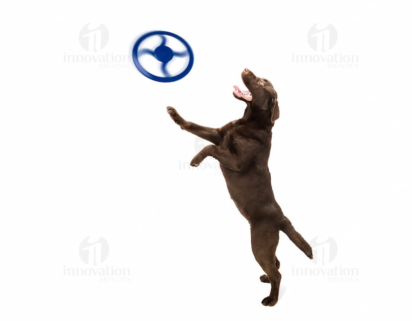 Frisbee para Pet de borracha azul e verde, com design circular e textura antiderrapante.